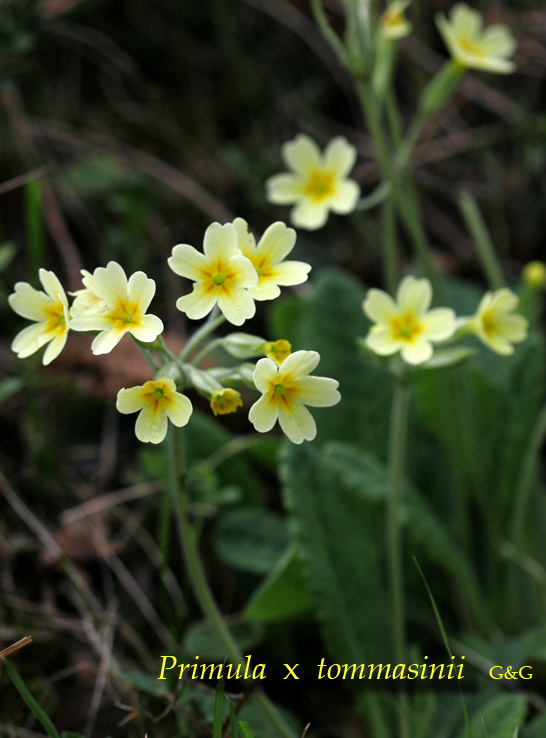 Fiori del Monte Baldo (VR)