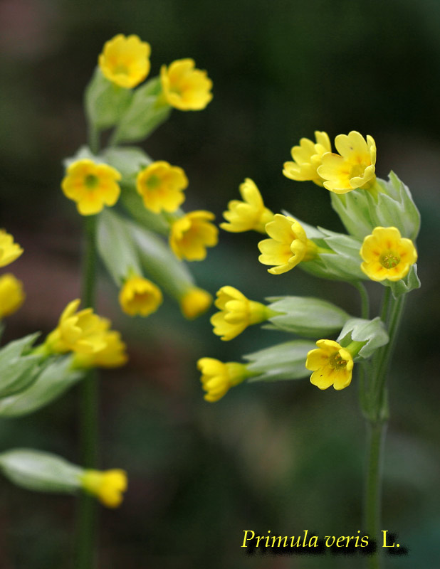 Fiori del Monte Baldo (VR)