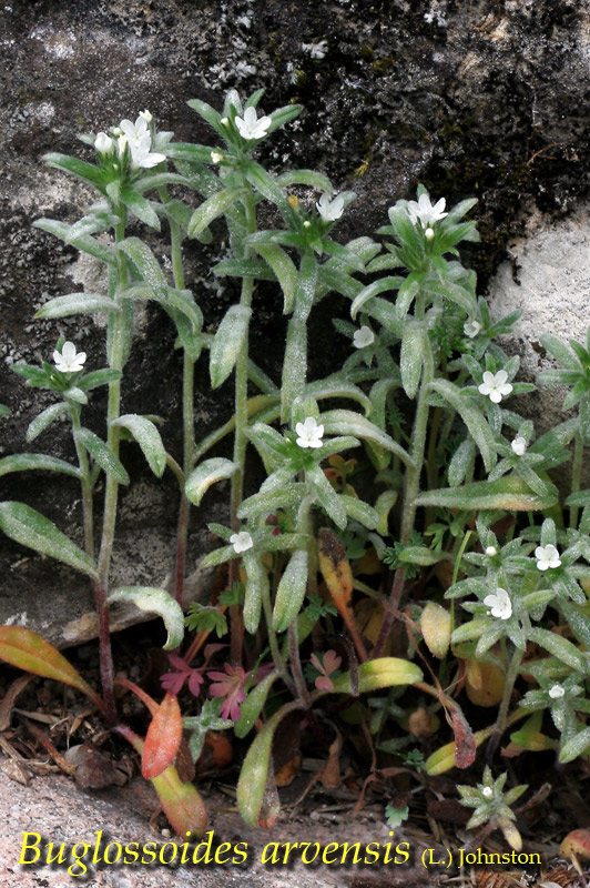 Fiori del Monte Baldo (VR)