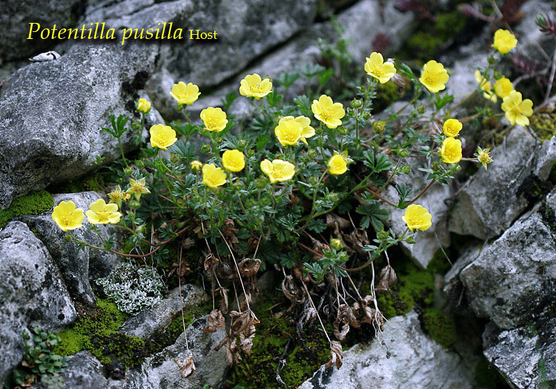 Fiori del Monte Baldo (VR)