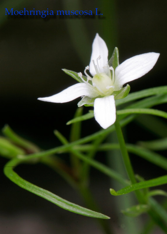 Fiori del Monte Baldo (VR)