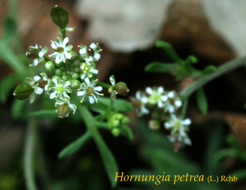 Fiori del Monte Baldo (VR)