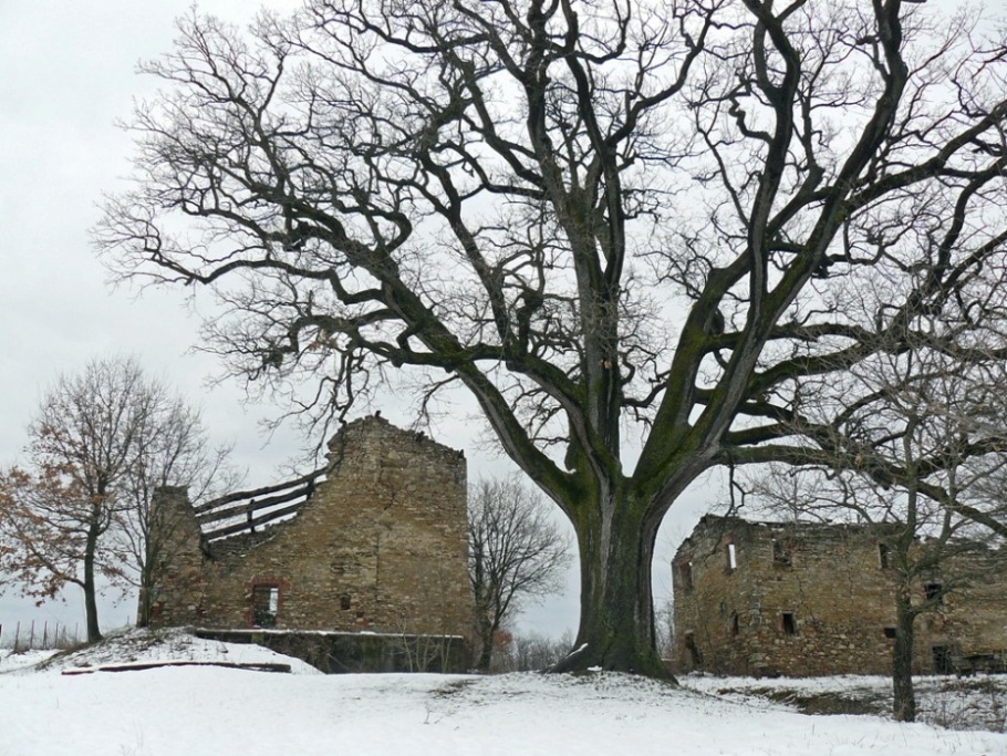 Quercia dei 100 rami