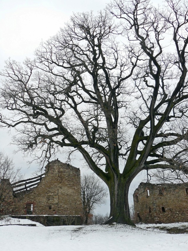 Quercia dei 100 rami