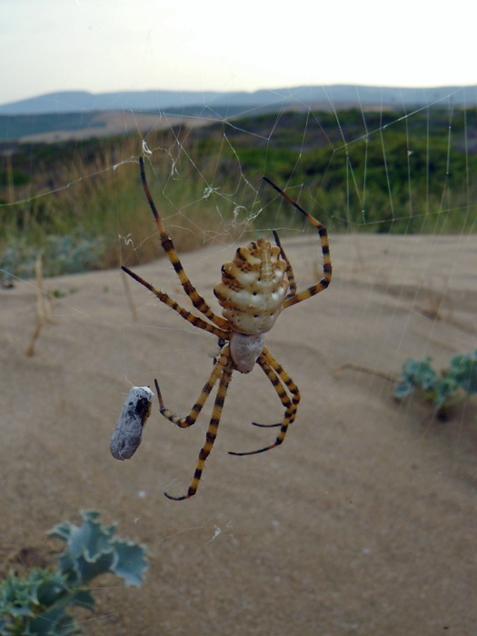 Coppia Argiope lobata