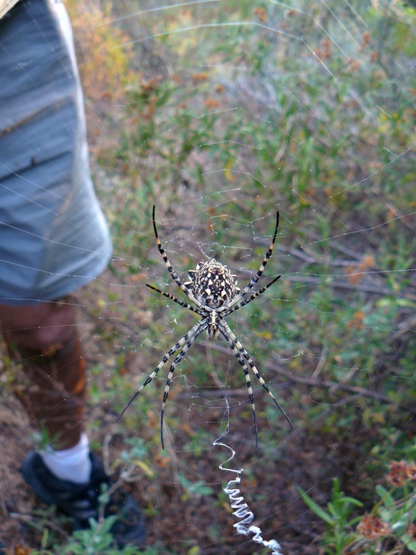 Coppia Argiope lobata