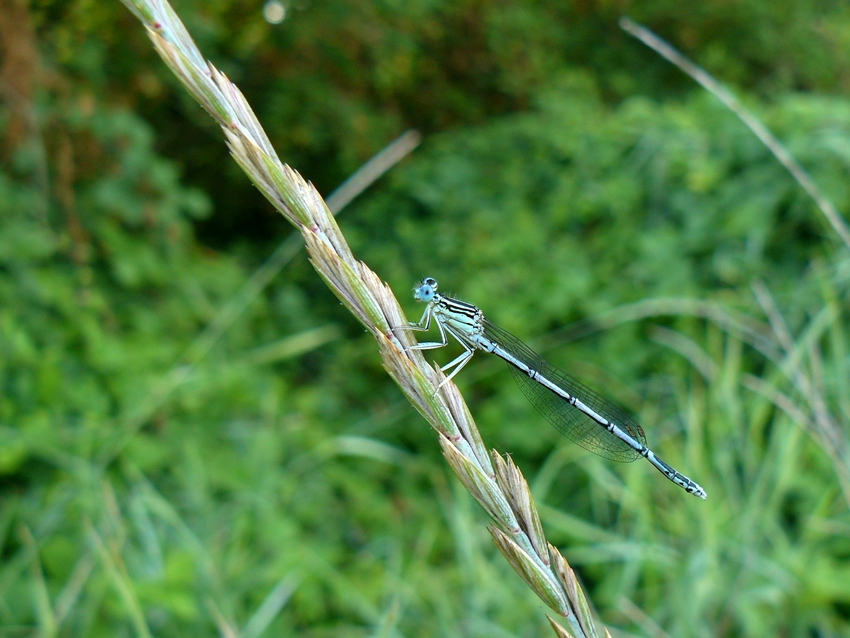 Coenagrion sp.? - No, Platycnemis pennipes