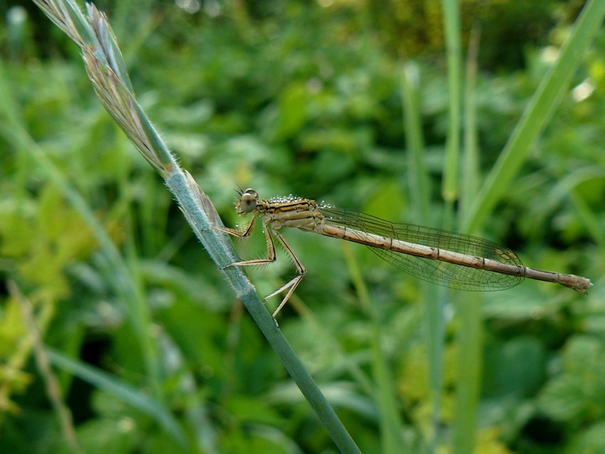 Coenagrion sp.? - No, Platycnemis pennipes