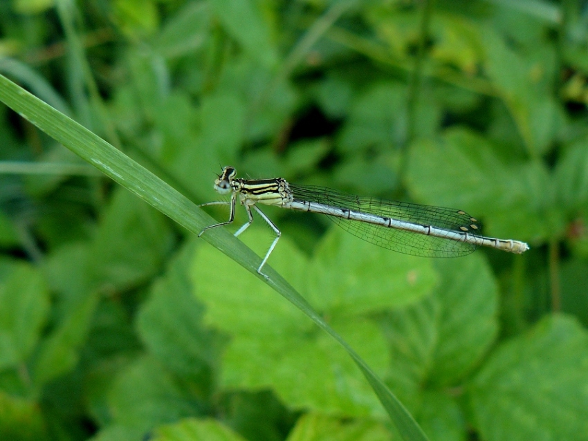 Coenagrion sp.? - No, Platycnemis pennipes