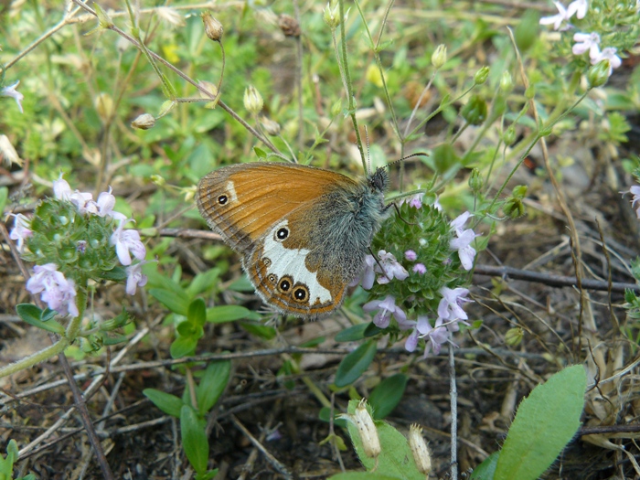 Coenonympha sp.