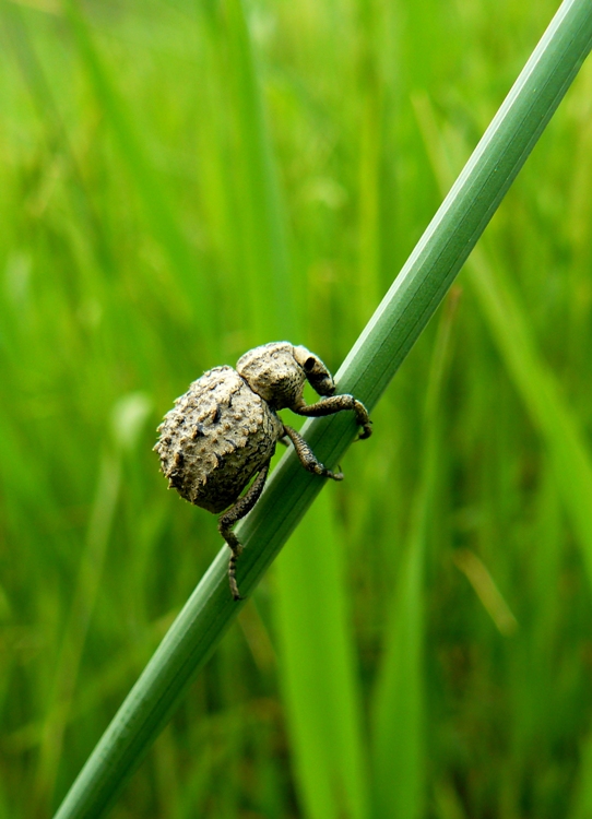 Brachyceridae