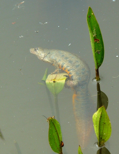 Tritone crestato - Triturus carnifex