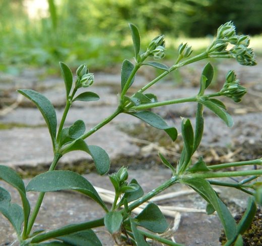 Polycarpon tetraphyllum / Migliarina a quattro foglie