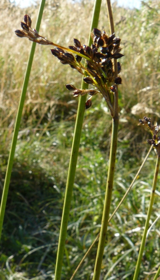 Juncus inflexus / Giunco tenace