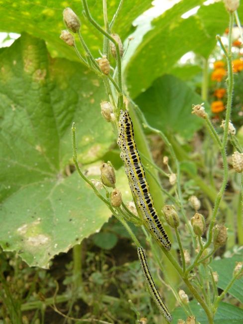 Calophasia lunula