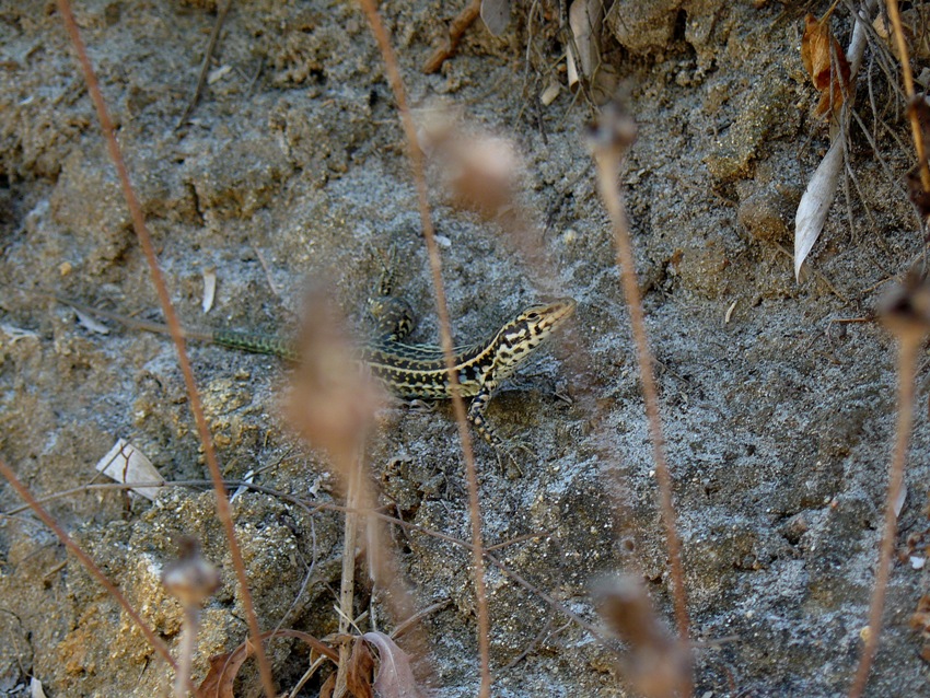 Podarcis tiliguerta?