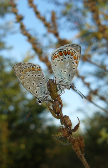 Polyommatus icarus?