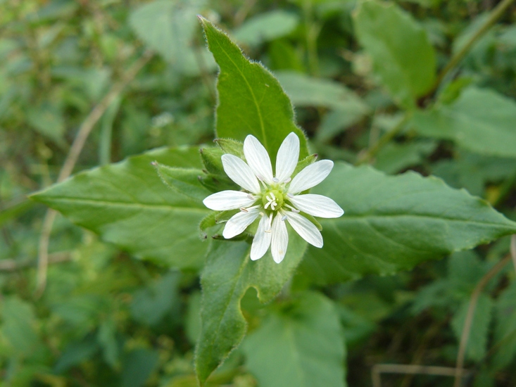 Stellaria aquatica