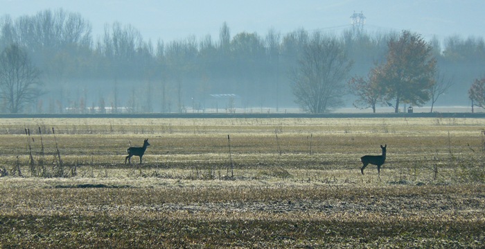 Caprioli di pianura