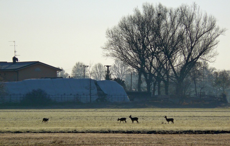 Caprioli di pianura