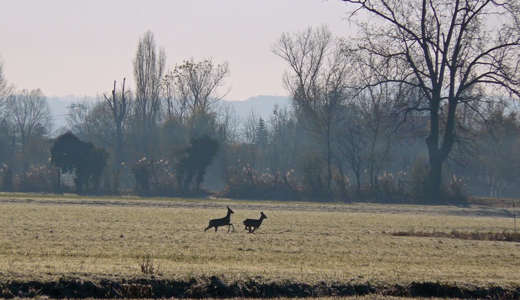 Caprioli di pianura