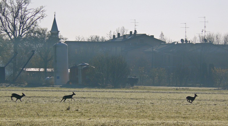 Caprioli di pianura