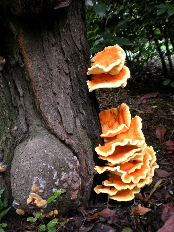 Funghi su tronco... Ganoderma? (Laetiporus sulphureus)