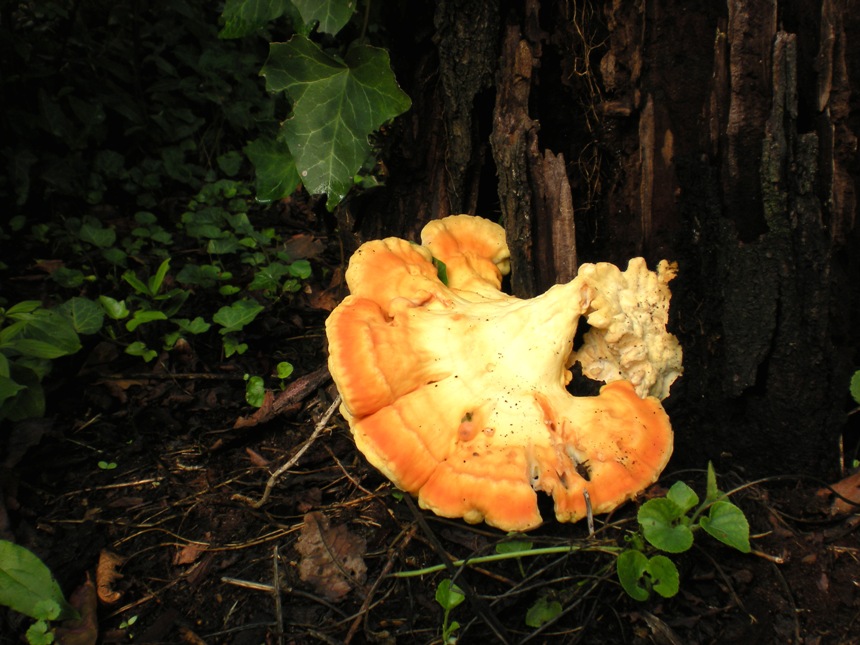 Funghi su tronco... Ganoderma? (Laetiporus sulphureus)