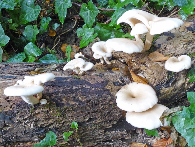 Pleurotus cornucopiae