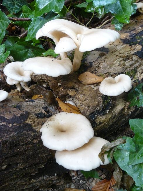 Pleurotus cornucopiae