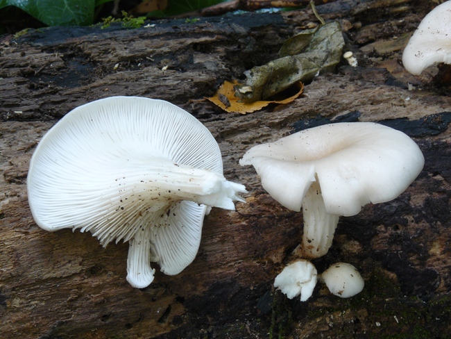 Pleurotus cornucopiae