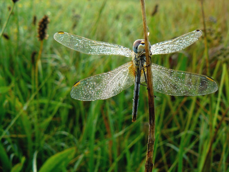 Sympetrum fonscolombei