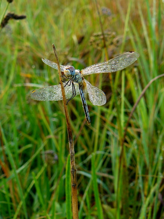 Sympetrum fonscolombei