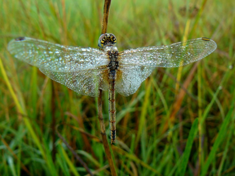 Sympetrum fonscolombei