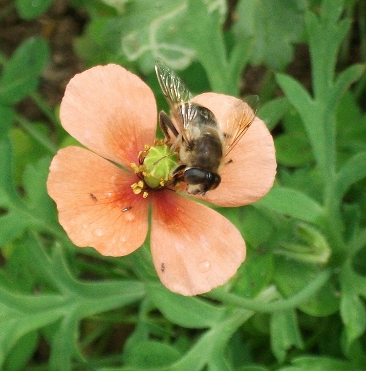 Eristalis sp.