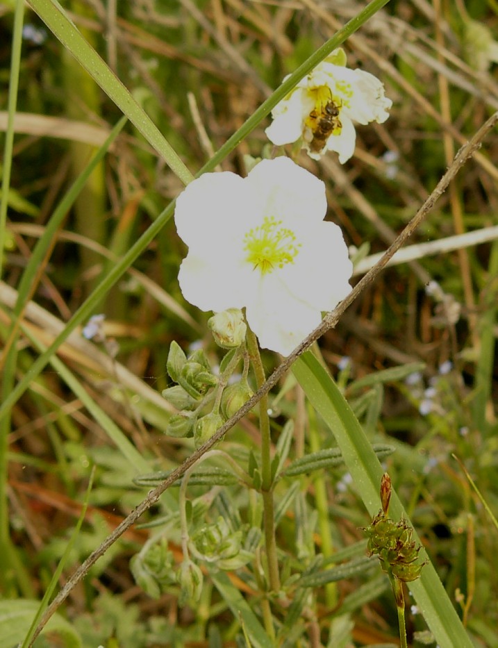 Helianthemum nel retroduna