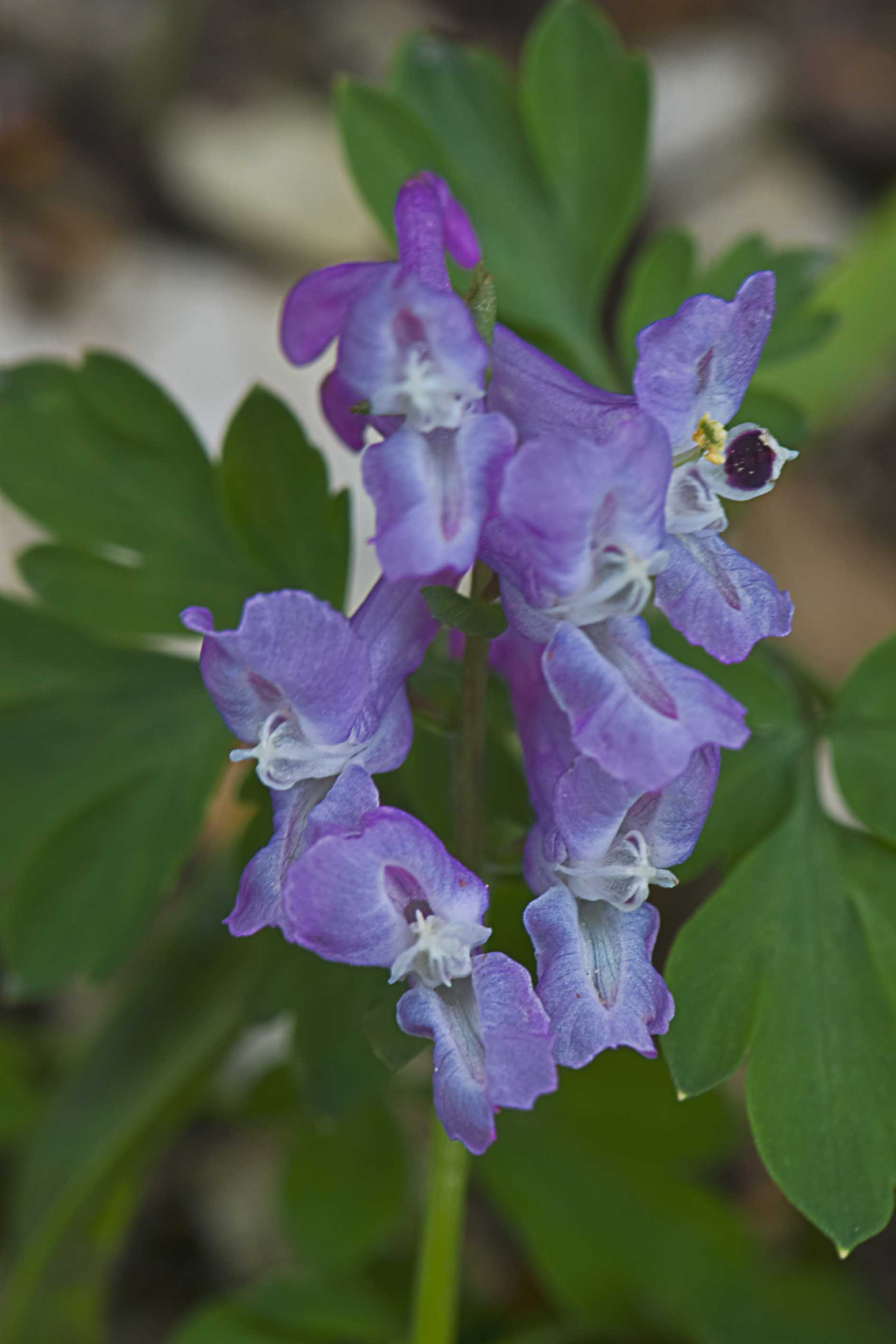 Corydalis cava