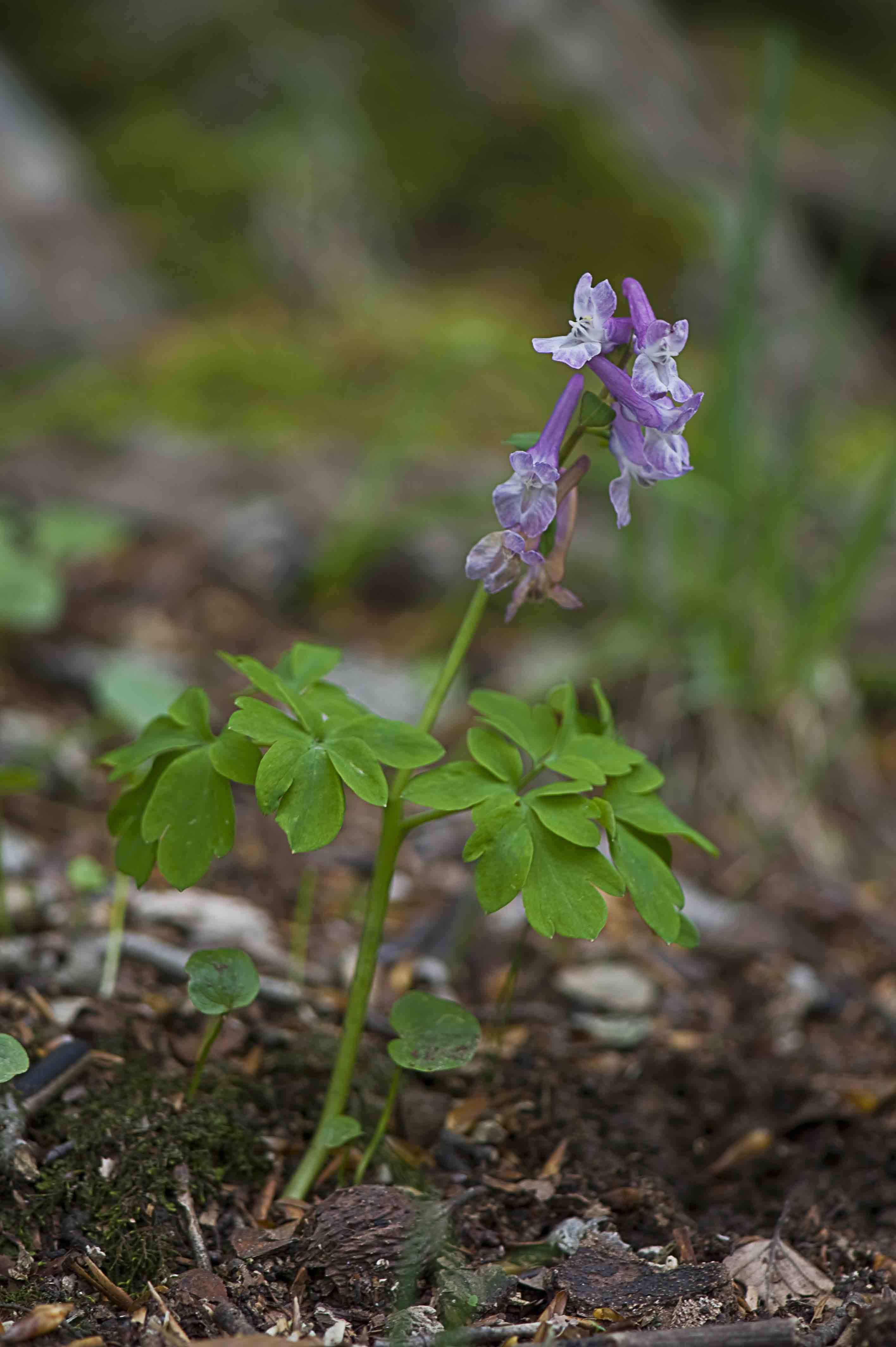 Corydalis cava