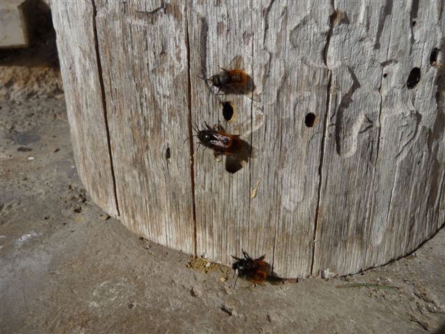 Osmia cornuta M e F (Apidae Megachilinae).