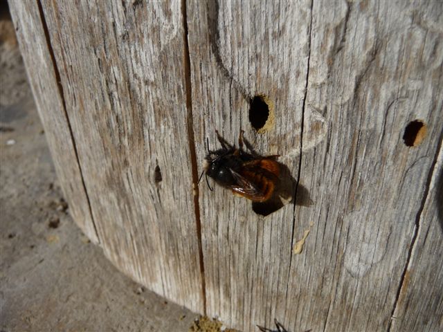 Osmia cornuta M e F (Apidae Megachilinae).