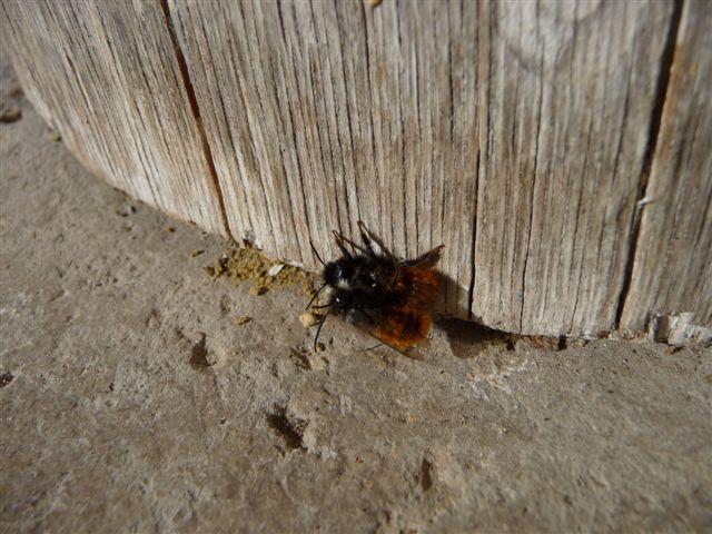 Osmia cornuta M e F (Apidae Megachilinae).