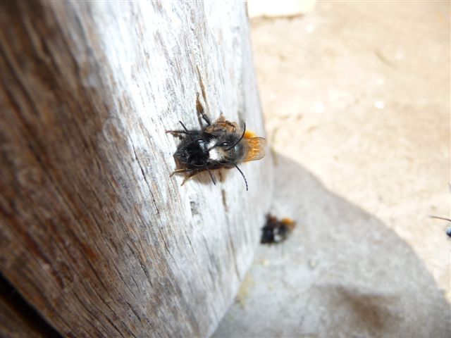 Osmia cornuta M e F (Apidae Megachilinae).