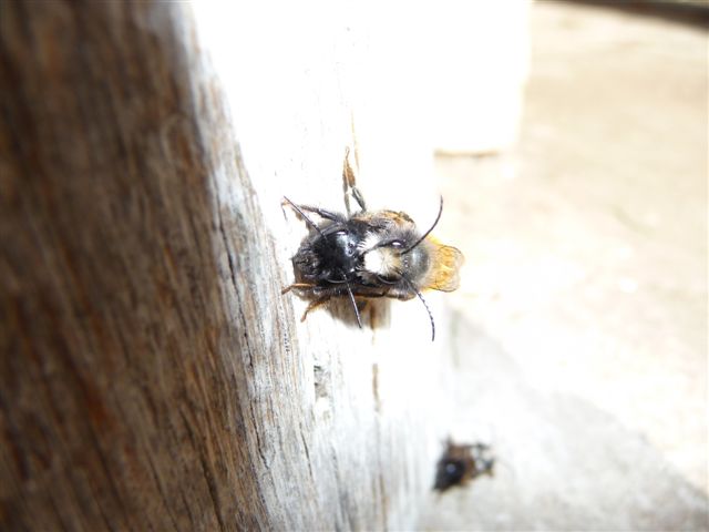 Osmia cornuta M e F (Apidae Megachilinae).