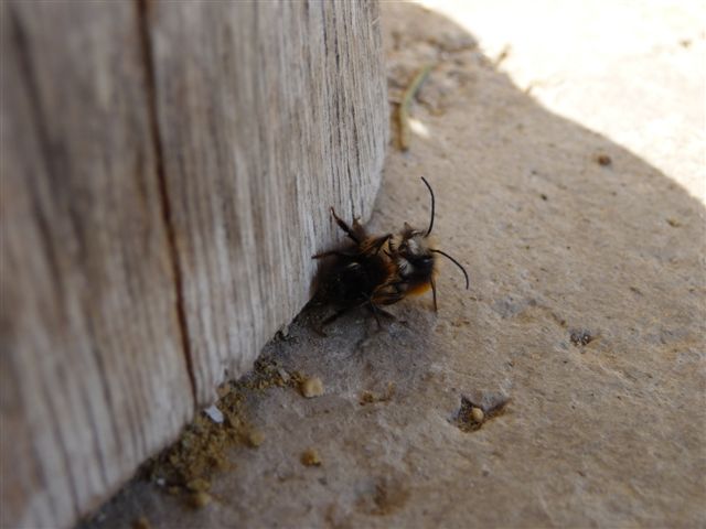 Osmia cornuta M e F (Apidae Megachilinae).