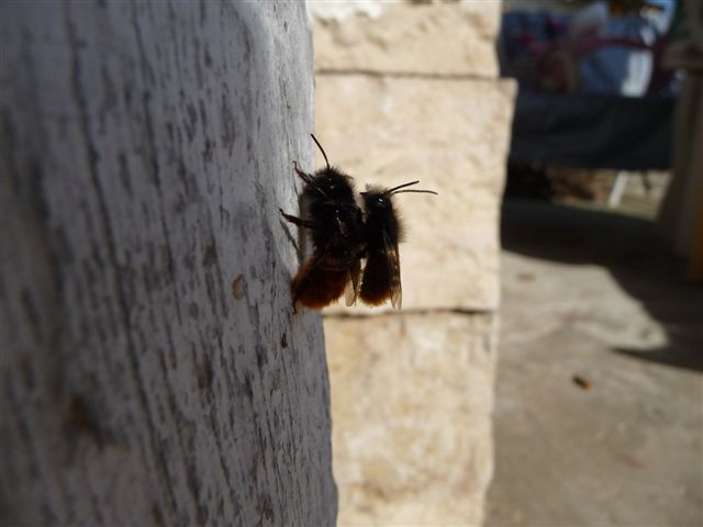 Osmia cornuta M e F (Apidae Megachilinae).