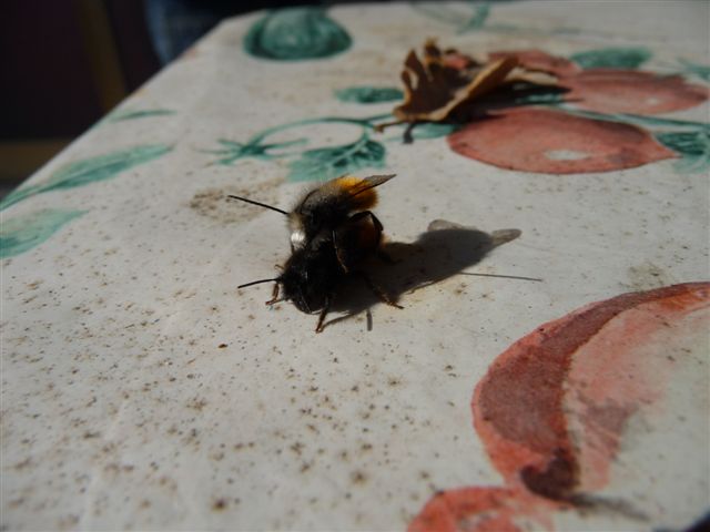 Osmia cornuta M e F (Apidae Megachilinae).