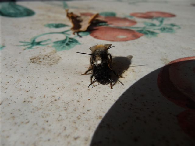 Osmia cornuta M e F (Apidae Megachilinae).