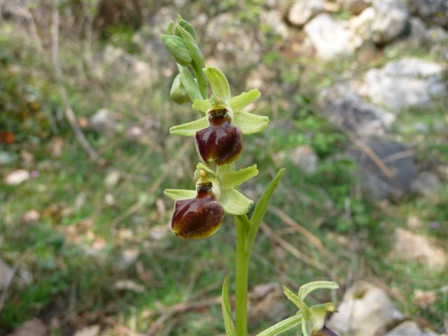 Ophrys???