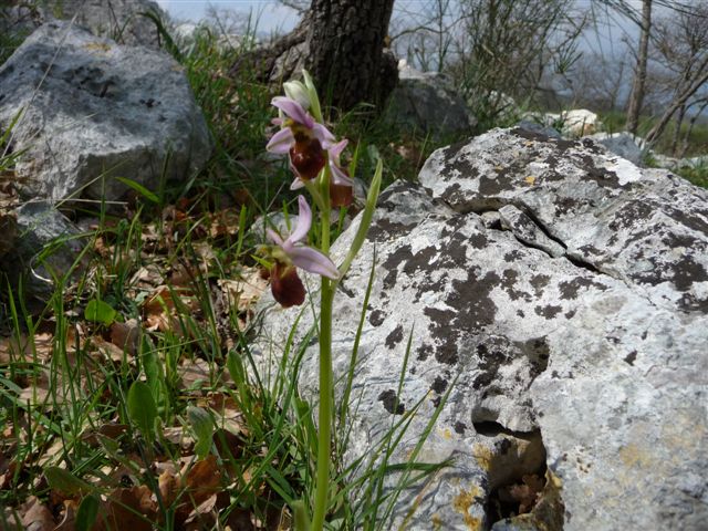 Ophrys???