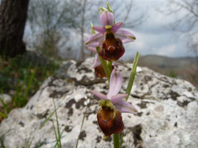 Ophrys???